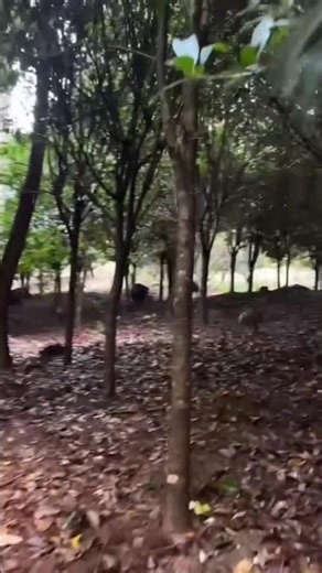 Amazing Wild Boar Run Fast 🐗 #pig #boar #hog #viral #animal #wildpig #wildboar #wildlife