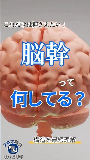 【基礎】脳幹って何してる？ #理学療法士国家試験 #理学療法士 #作業療法士国家試験 #作業療法士 #基礎 #脳 #脳幹 #中脳 #橋 #延髄 #解剖学