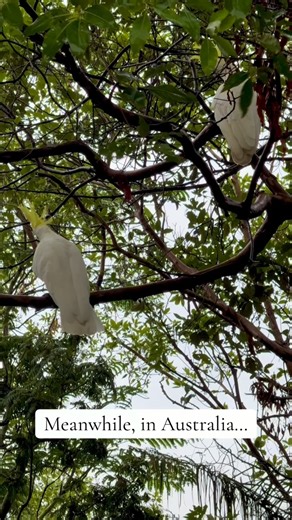 THIS IS LOUD! ‼️ Meanwhile, in Australia, at my house… cockatoos scream to their peers… or fight? I can’t tell 😅 This went on for 20 minutes! #cockatoos #wildbirds #birds #birbs #australia | Lily Rose Mills