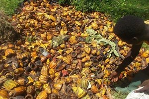 En Côte d’Ivoire, les déchets agricoles au service de la transition énergétique