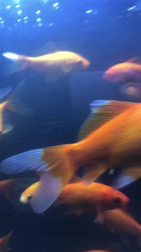 #fyp #foryoupage #tiktok