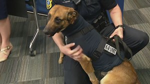 K-9 officer Pyro returns to work