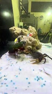 Incredible Mantis Shrimp Want to Attack this Crab with Strong Punch