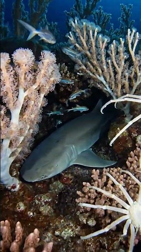 Massive Deep-Sea Coral Garden Found at 3,400 Meters | Stunning Mid-Atlantic Ridge Discovery