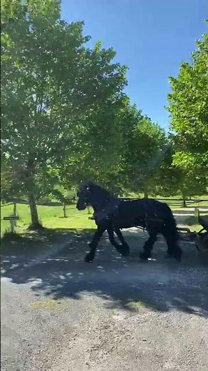 Cheval à vendre - Chevaux FRISON - femelle - Vidéo 3 - equirodi.com