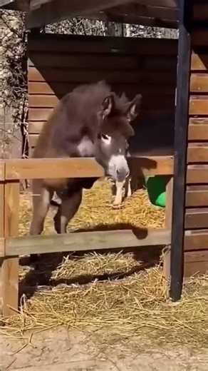 animal core #animals #wildlife #hope