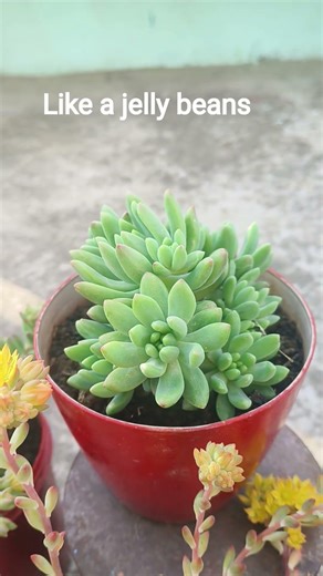 many fingers plant#gardening #terracegarden #plants