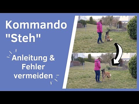 Hund "Steh" beibringen I Aufbau & häufige Fehler I Fehler vermeiden I Hund Kommando Steh beibringen