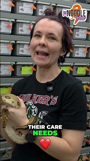 Ball Python: The PERFECT Pet Snake For YOU? #ballpython