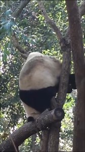 7.3K views · 170 reactions | Climbing off the tree with the utmost caution. (source: youtube.com/watch?v=oc8PNy51R3Y) | The Great Panda Conspiracy | Facebook