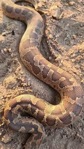 Common Sand Boa | Non venomous snake #Shorts