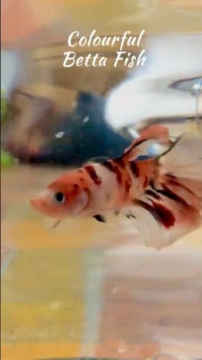 The Dancing Colors of a Betta Fish 🌈🐠