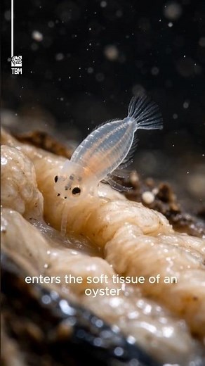 How Pearls Form