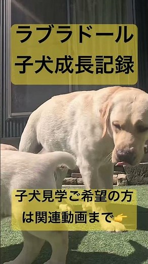 ラブラドールレトリバー 子犬 成長記録