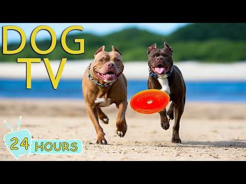 DOG TV for Dogs to Watch: Video Entertain for Dogs to Watch All Day No-Anxiety - Relax Music for Dog