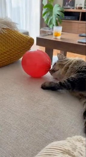 🤣 Cat vs Balloon Goes Very Wrong 😼🎈
