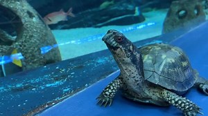 Crushed it! 🐢 | Georgia Aquarium
