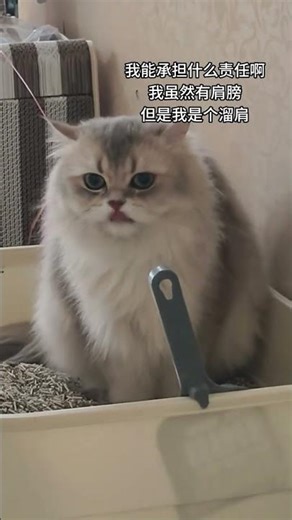 Mystery Behind Cat's Messy Poop! 🐾 | Heal Cats & Sloping Shoulders Explained