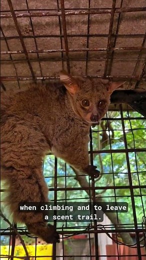 WAIT Don’t scroll - bush babies do WHAT! #bushbaby #volunteerabroad #goeco #zimbabwe #wildlife