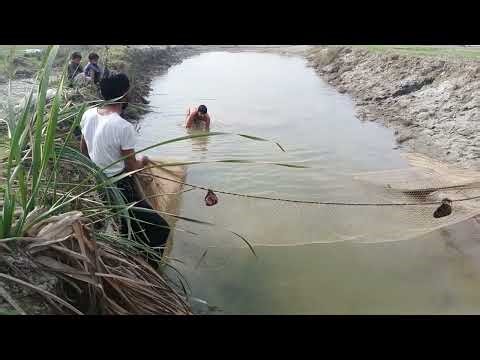 Unbelievable Net Fishing in Indus River | Huge Catch Gone Viral 🔥One Net One Throw 😱 | Giant Fish