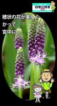 四季の野草 散策 73 蔓穂ツルボ#植物#自然散策#野の花#山菜#薬草
