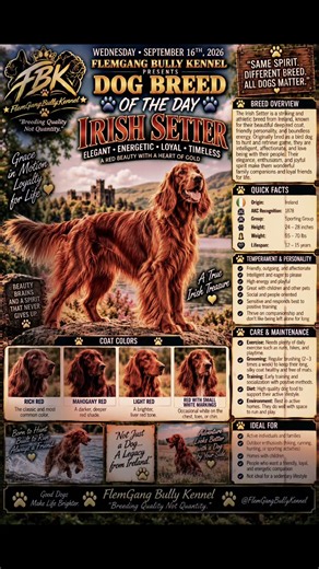Meet the Irish Setter! ❤️🐾 Elegant, energetic, loyal and always ready for an adventure.