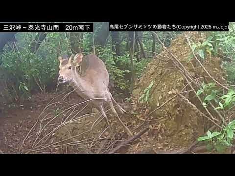 【2026年5月1日～5月5日】 ニホンジカ・アライグマ・ニホンノウサギ (三沢峠・泰光寺山間20mほど南下)