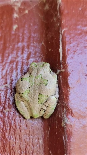 Frogs | Gray Tree FROG + Inspiring Quotes!