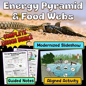 Energy Pyramid & Food Webs Lesson BUNDLE!