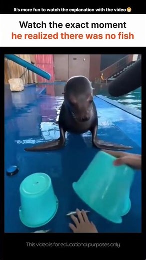 This sea lion’s reaction to being pranked is priceless