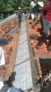 Pa unload napod tag palm oil guys #fbreelsfypシ゚viralfbreelsfypシ゚viral | Aldin Allenanera