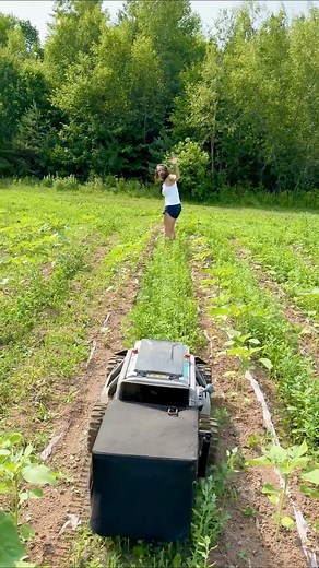 The REAL RCSparks! on Instagram: "Mowing in between the Sunflowers - MowRator S1 RC Lawn Mower We are growing sunflowers for photos.. and my lawn mower is Radio Controlled. It makes short work of the overgrown pathways. #mowrator #sunflower #rcsparks #sunflowerfields #novascotia #workingthefield #mowrators1 #4wd #lawnmower #electriclawnmower #mowforhours"
