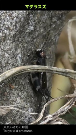 マダラスズのかくれんぼ「まーだらよ」6秒@八王子市sep