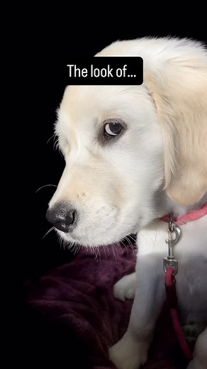 This video depicts what the patience of a saint looks like. Biscuit is who I aspire to be. 🥰 Honey is probably who I am. 👀 ——————————————————————————- Theres lots of opportunities to see Biscuit & Honey in work mode doing their therapy dog loving. Book a “Creativity & Cuddles” event or visit us at an existing event CALENDAR: 📆 BiscuitOnAMission.com | Biscuit On A Mission