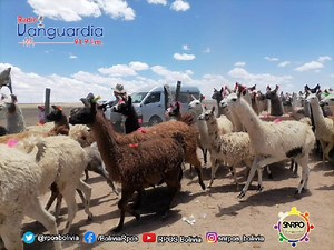 Se realizó la "k'illpha" o poner marca al ganado como llamas, ovejas u otros animales en el municipio de #Turco #RadioVanguardia #JuntoALosPueblos Informe Reyna Muñoz | RPO's Bolivia
