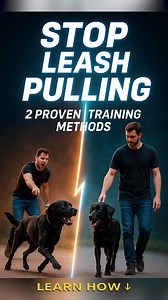 1K views | How to Stop Dog Pulling on Leash: 2 Effective Training...