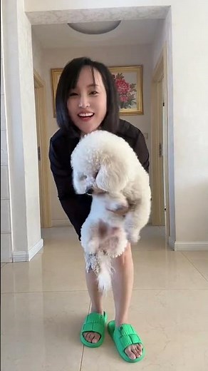 Sunny's life: A fluffy white Bichon Frise, like cotton candy. Smart and gluttonous Bichon dog #10