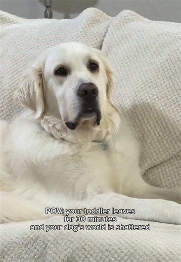 Separation Anxiety in Dogs: Why 30 Minutes Feels Like Forever