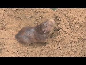 Ranger Nick: Importance of Gophers to Georgia's Ecosystem