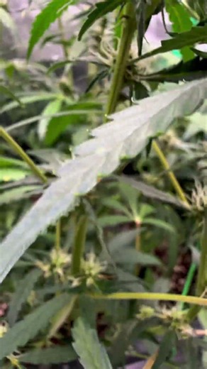 The Stretch Is Already Showing 😳🌿 #grow #cannabiscommunity #420 #flower