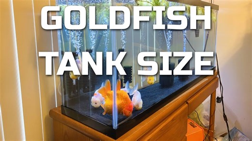 Goldfish Tank Size Guide – How Big Should Your Tank Really Be?