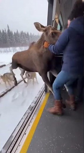 Woman Pulls Moose Into Train as Wolves Close In — Then the Doors Reopen 😱🫎🐺