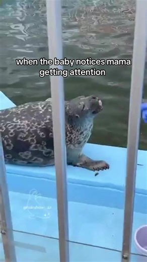 tsuki the diva #seal #sealtok #attention