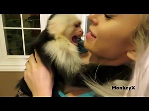 Monkey Attacks Owner lovingly