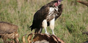 Vultures in crisis: poachers and poison threaten nature’s garbage disposers