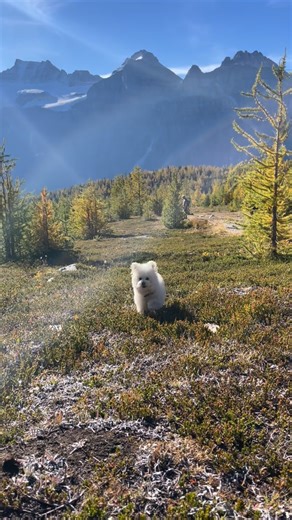 Goose | Mini Sheepadoodle Dog on Instagram: "🥹 #dogreels #inyour20s #toypoodle"