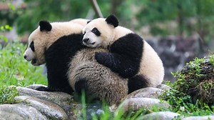 129K views · 15K reactions | Naughty kid and naughty mom, thank you for making panda lovers’ life more fun! #PandaTheatre #CCRCGP | iPanda | Facebook