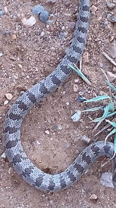 Did you know that some snakes fart as a defense mechanism? This Chihuahuan hooknose snake I found in Arizona is a prime example of this behavior. This “cloacal popping” is used when this snake feels threatened in hopes that it confuses its predator long enough for it to escape. 🐍 | Justin Doll