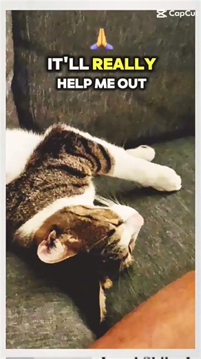 here is basically my content so yk#lgbtq#otherpaw#alternative#tadc