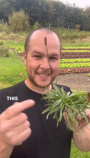 Narrow leaf/Ribwort plantain is a powerhouse of natural healing! * Packed with antioxidants, anti-inflammatory properties, and vitamins, this humble herb supports digestion, soothes coughs, and promotes wound healing. Embrace the magic of nature's pharmacy. | Portnoo Market Garden